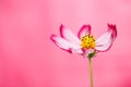 Light red purple and pink wild flower Ã¢â¬ÅWild Cosmos FlowerÃ¢â¬Â Cosmos bipinnatus blooming during Spring and Summer Royalty Free Stock Photo